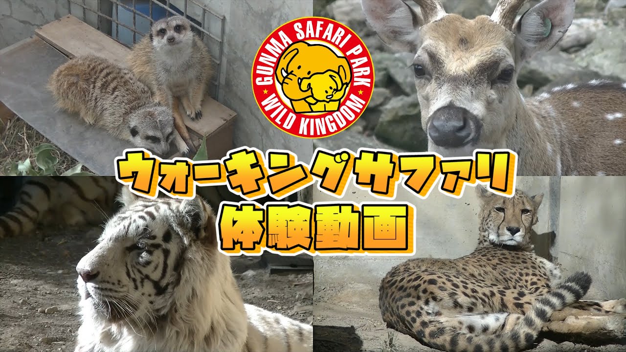 【動物と触れ合い体験】ウォーキングサファリ体験動画　Gunma SafariPark online tour at 