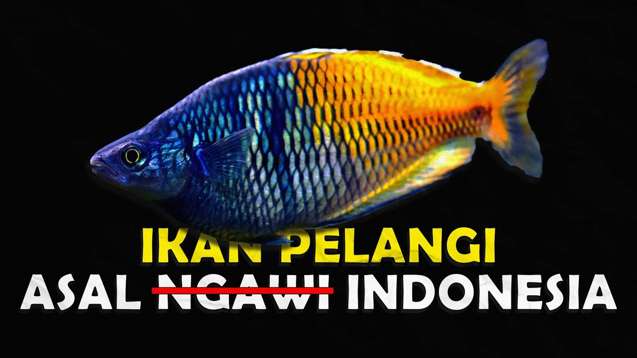 KENAPA IKAN PELANGI BOESEMANI SANGAT DI KAGUMI OLEH PENGHOBI AKUARIUM