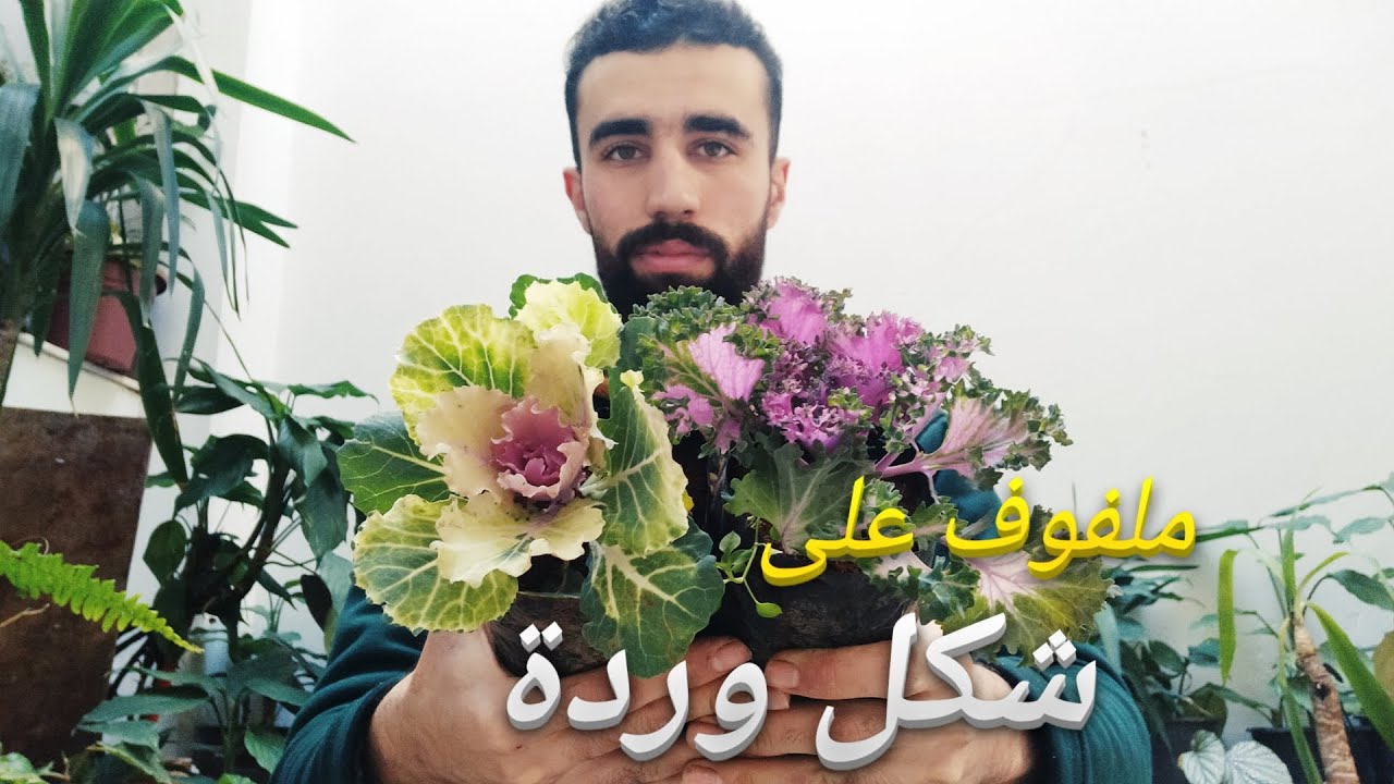 زراعة ملفوف الزينة في المنزل