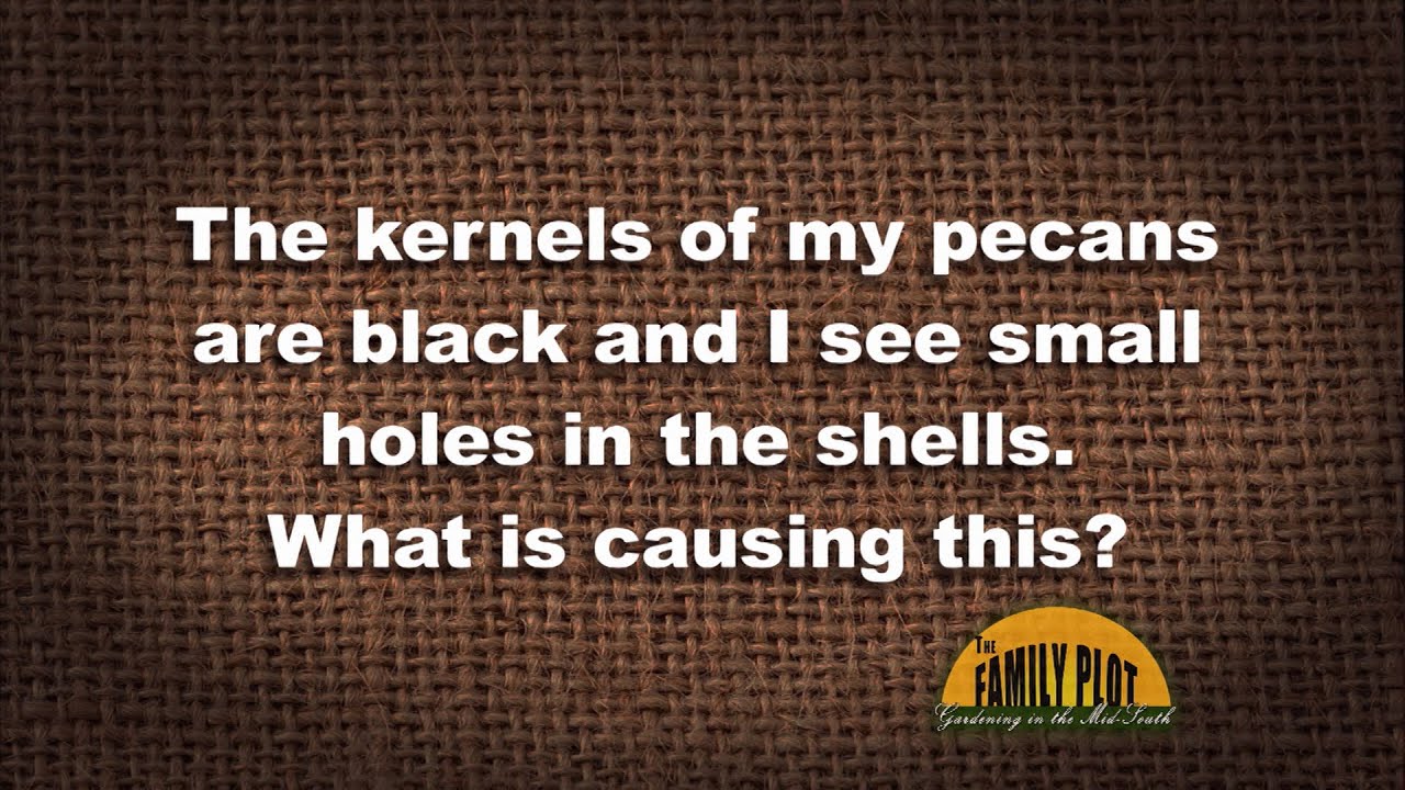 Q&A - What is causing my pecan kernels to turn black?