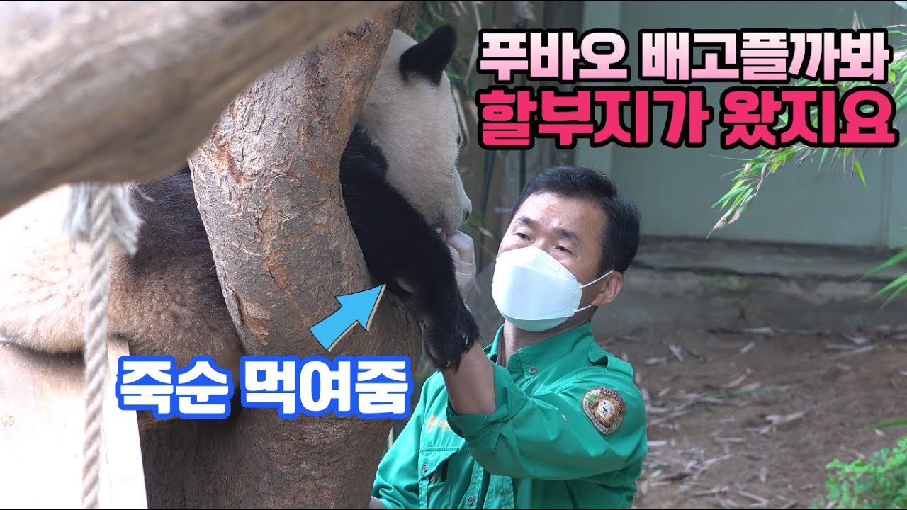 ★에버랜드 판다월드★ 코코! 잠자는 푸바오 죽순으로 깨우는 강바오 / 깨자마자 할부지 계속 쫓아다니는 시선 넘 귀엽지요 Baby Panda Fu Bao