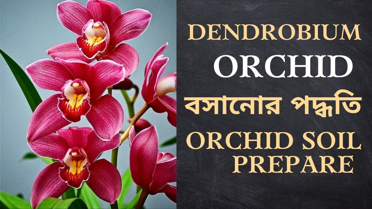 Dendrobium Orchid Soil Media prepare. ডেনড্রোবিয়াম অর্কিড গাছ বসানোর পদ্ধতি। #Orchid_Plant