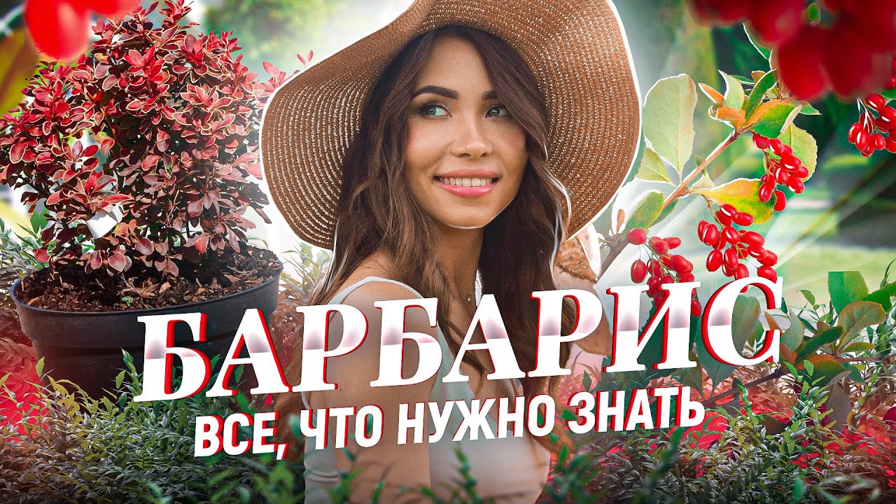 БАРБАРИС ПОСАДКА И УХОД. Барбарис Тунберга и его сорта