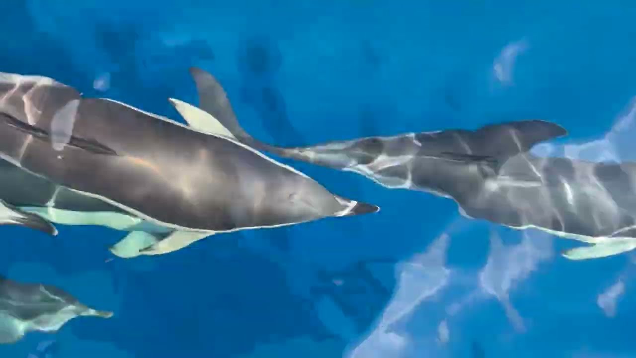 Cape May Whale Watch and Research Center Website