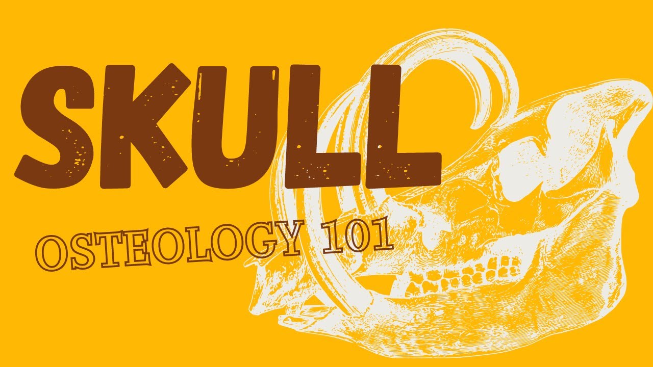Skull osteology in under 7 minutes - parts of the skull / veterinary medicine