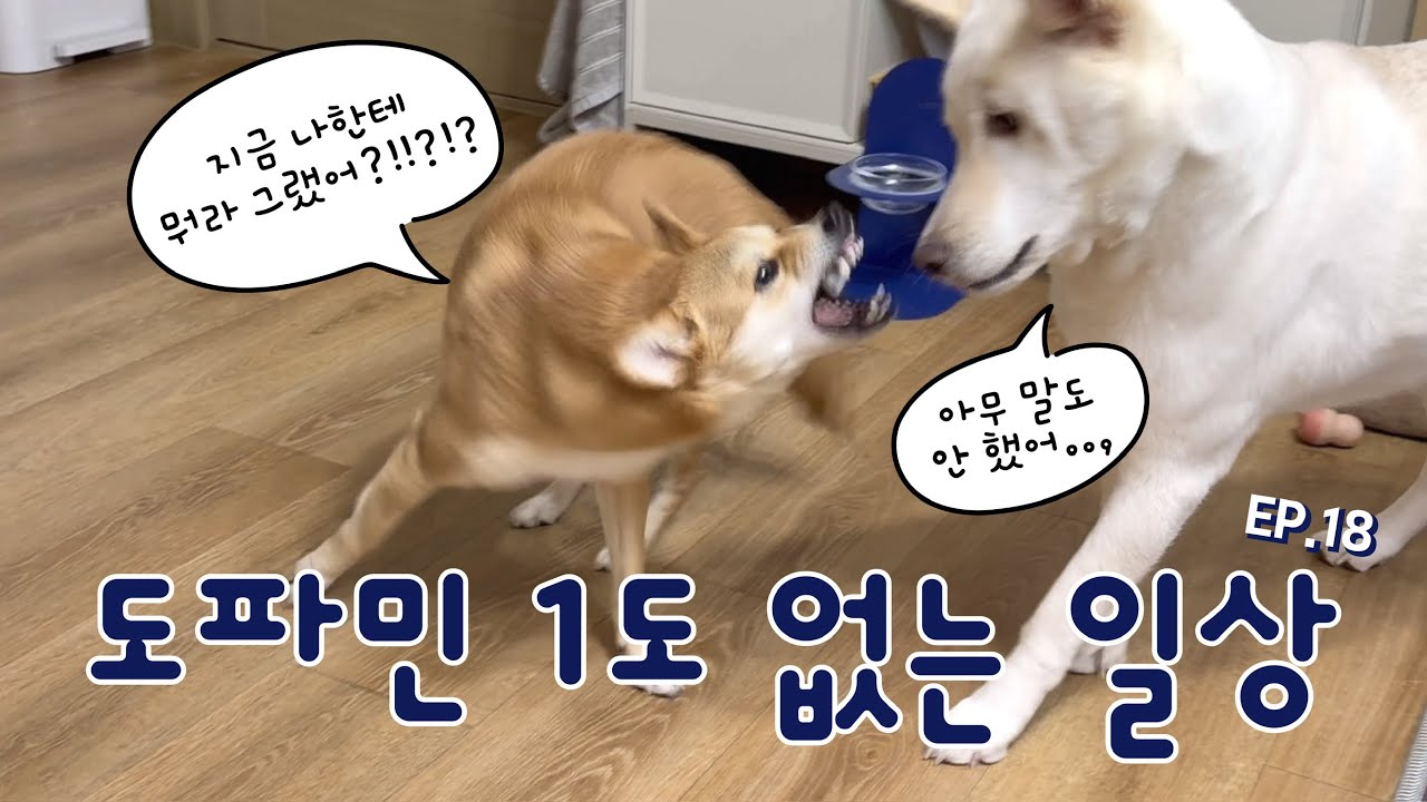 강아지 네 마리와 사는 집｜이러나 저러나 도파민 1도 없지만 귀여움 터지는 일상 EP.18