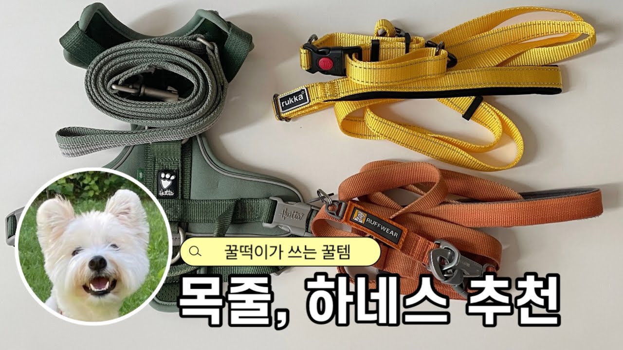 강아지 목줄 하네스 리드줄 추천 및 고르는 법 (반려견 생명줄!)