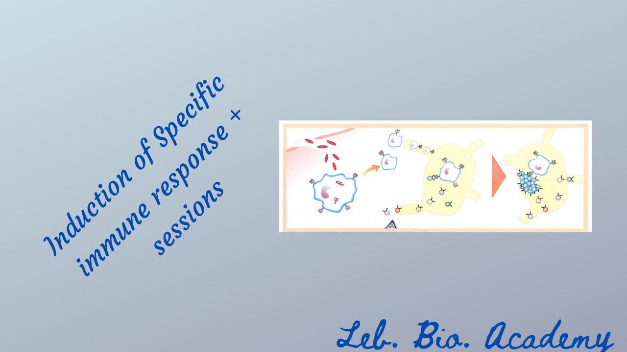 Induction of the specific immune response