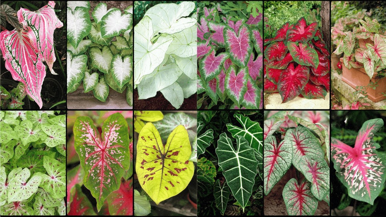 CALADIUM PLANTS VARIETIES - Plants Weekly