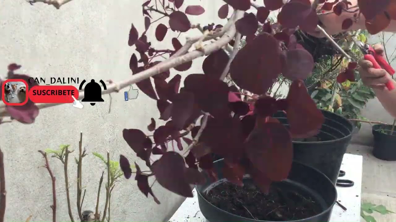 SANGRE LIBANESA