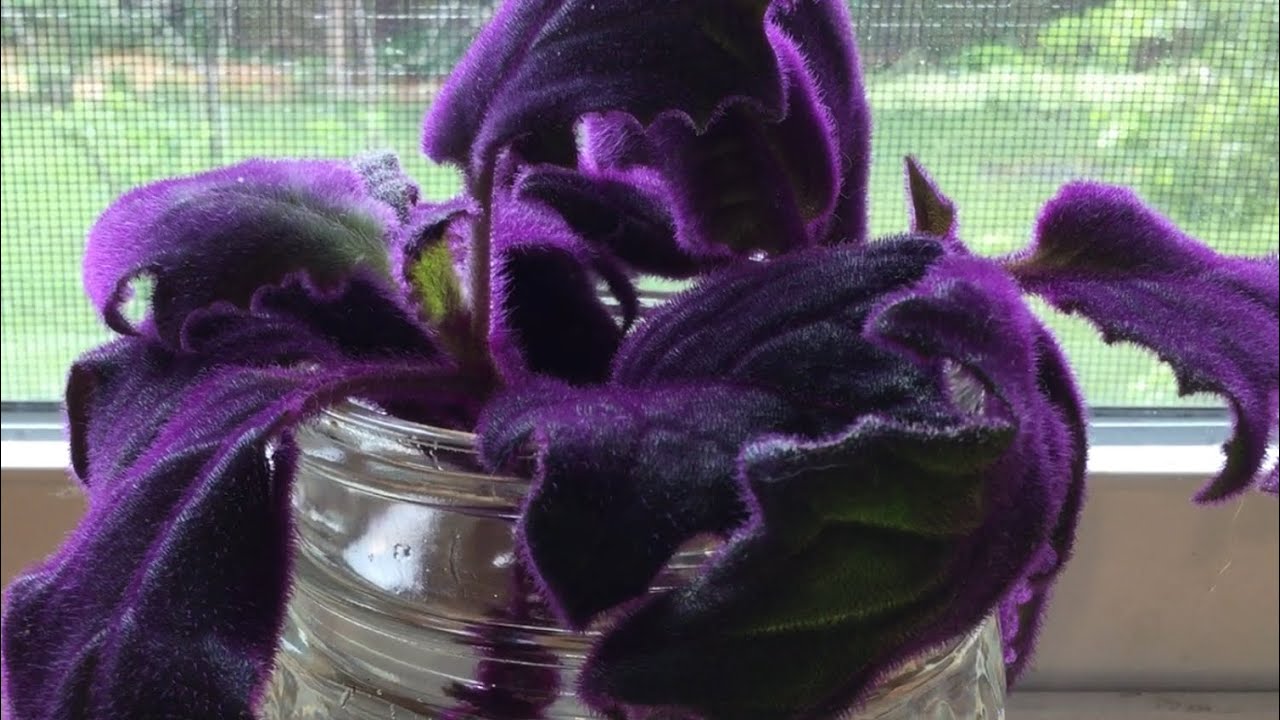 Purple Velvet Plant💜🌿💜! // Miss Kim’s Home & Garden
