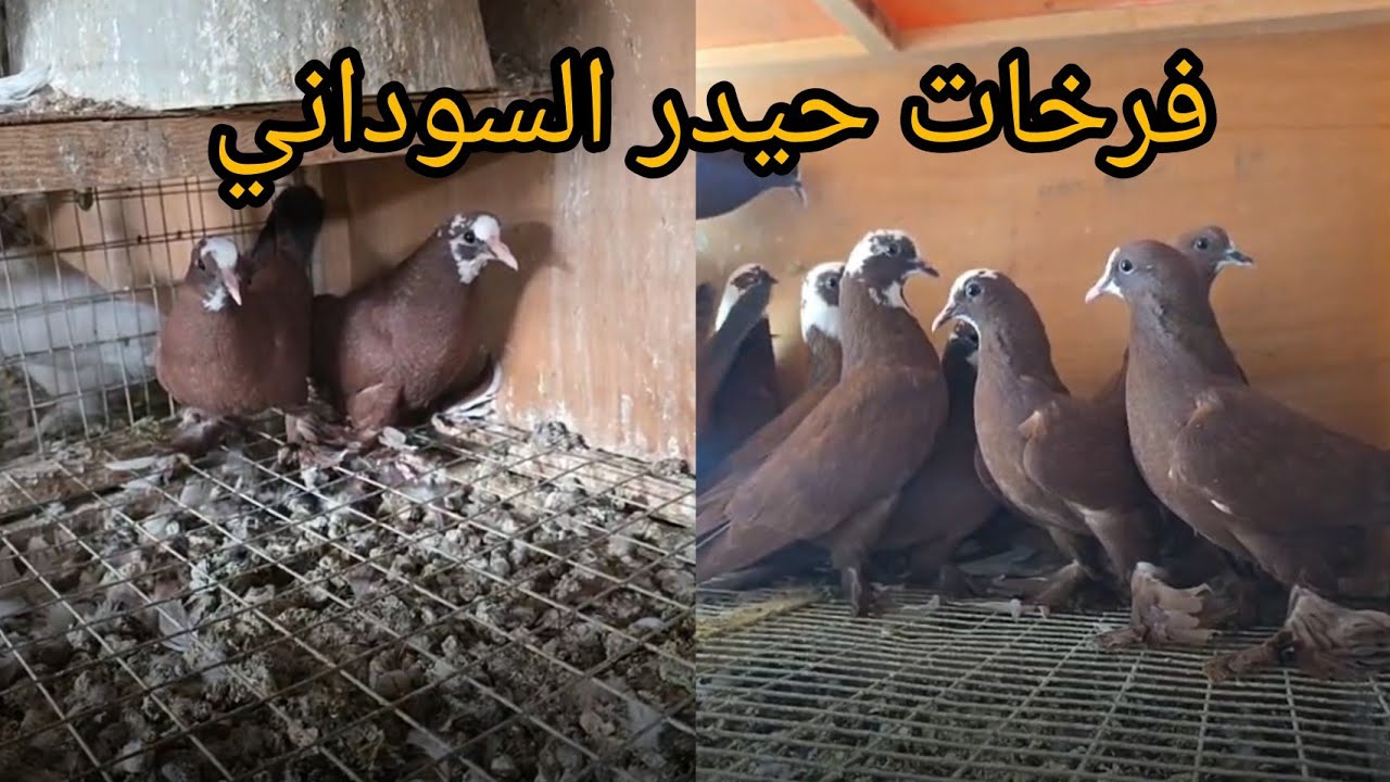 افراخ حيدر السوداني اخذناها من بيت العبودي 