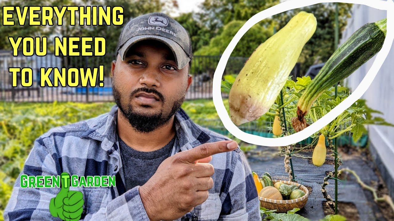 Why Zucchini and Squash Rotting \ Turning Brown \ Yellow at the bottom !  |Fix This NOW ! #zucchini