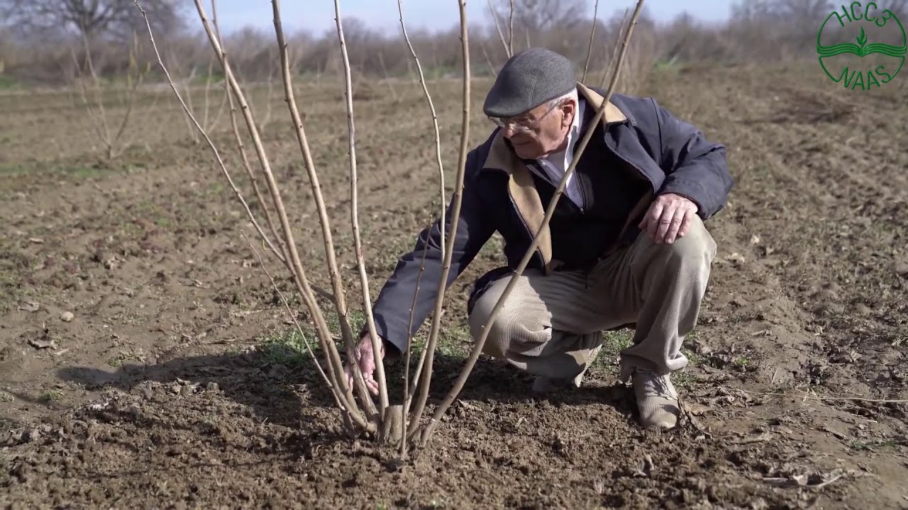 Резитба при храстовидни лешници (Corylus avellana) - първа част