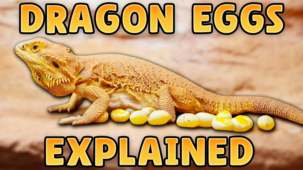 Bearded Dragon Laying Eggs? What To Do With Bearded Dragon Eggs!