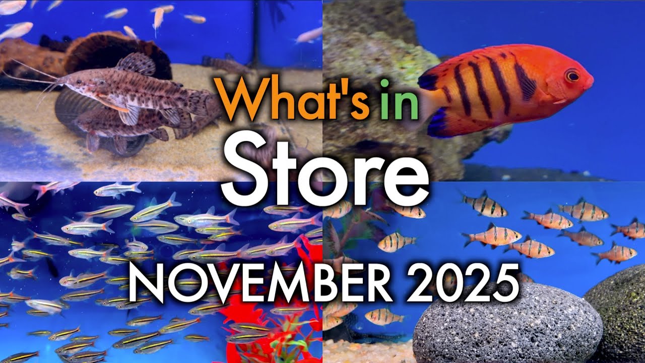 Что нас ждет — ноябрь 2025 г.