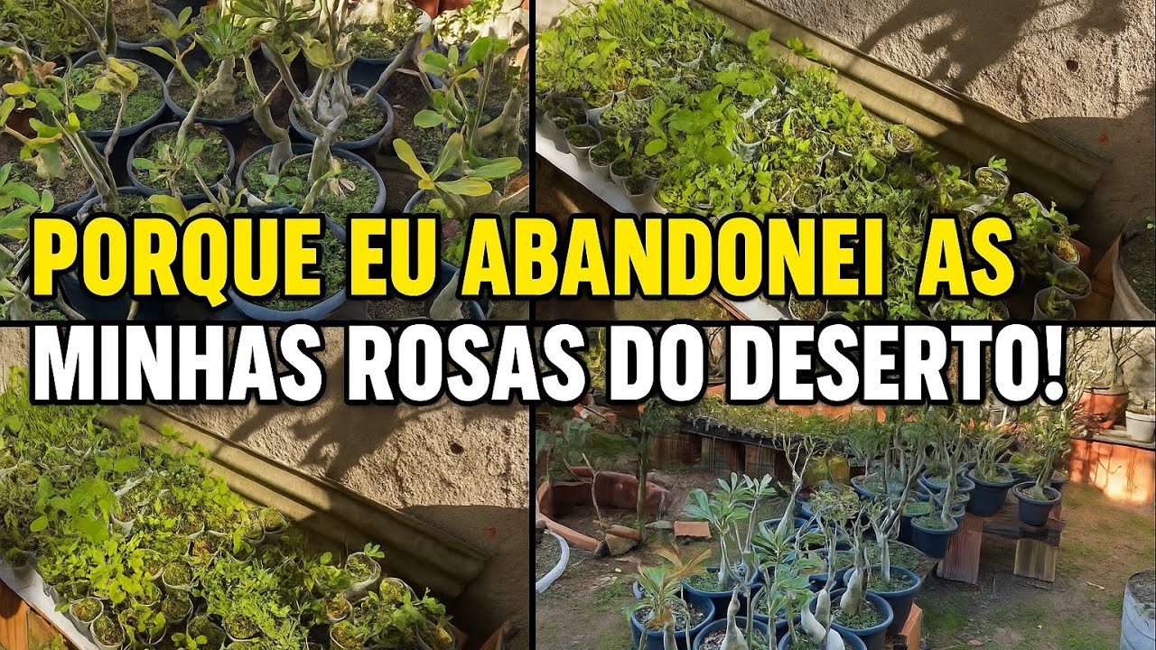 PORQUE EU ABANDONEI AS MINHAS ROSAS DO DESERTO? 