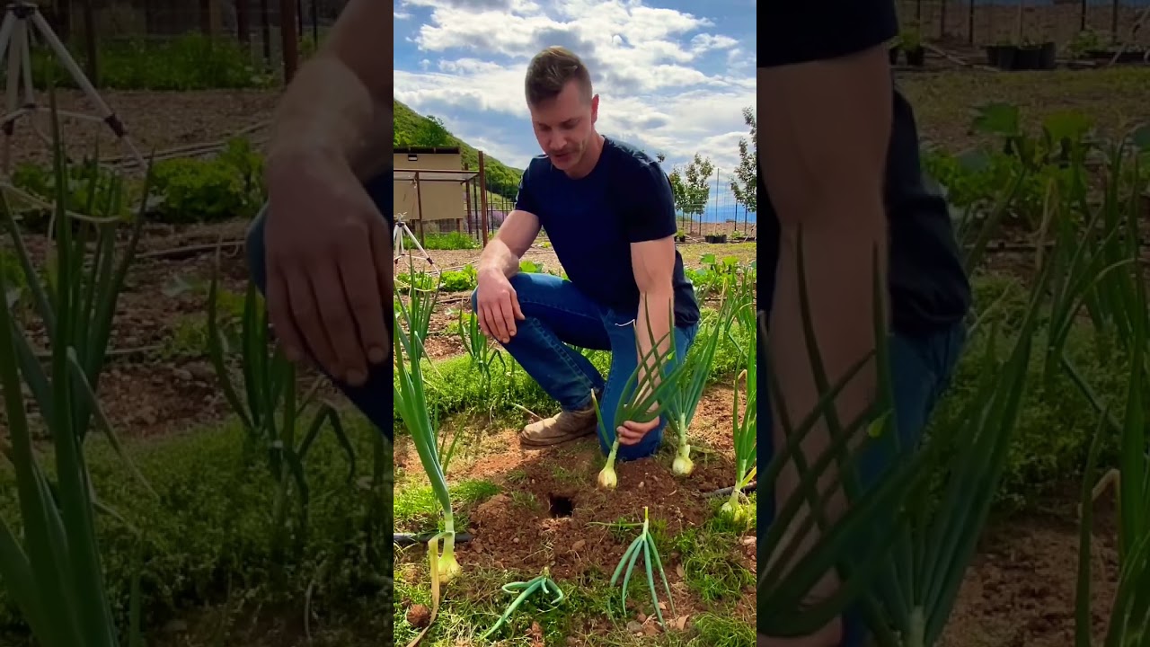 Gopher damage can devastate your garden if not caught early