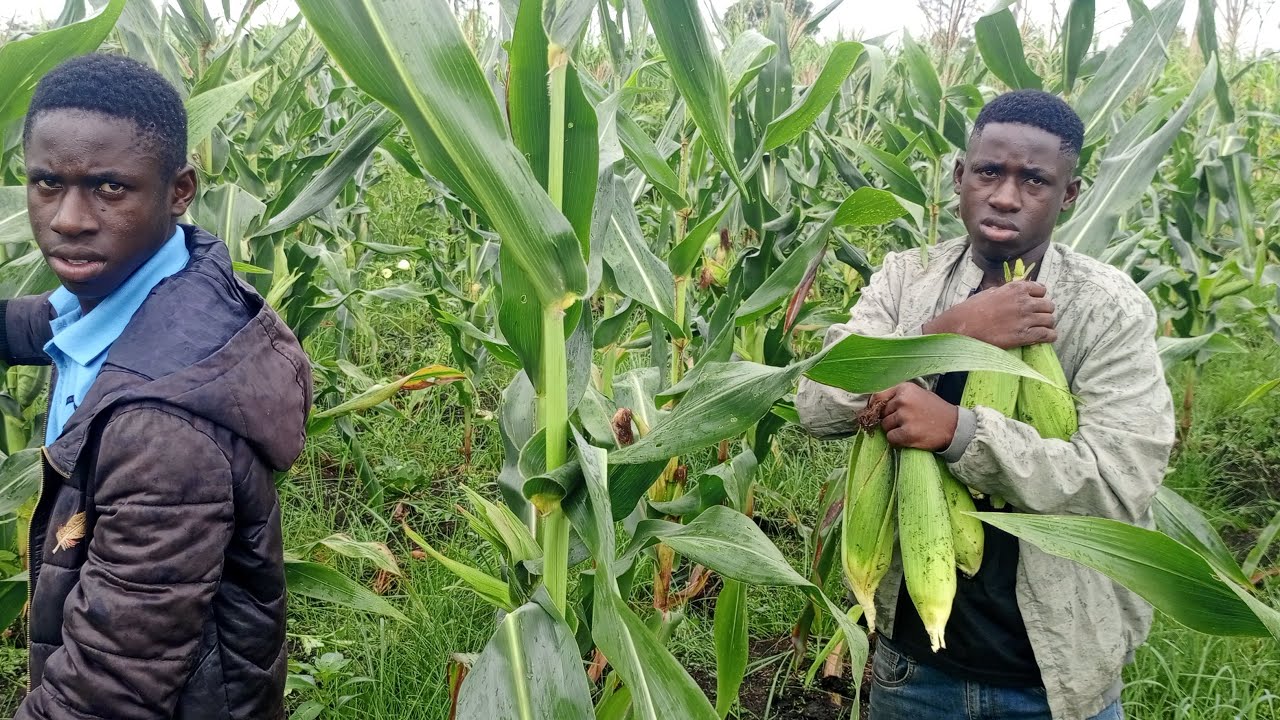 olá meus queridos amigos _boa noite para vocês