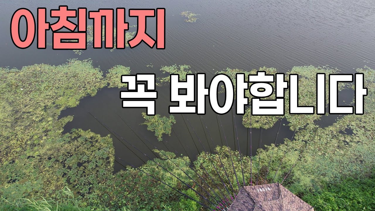 여긴 아침 낚시까지 꼭 봐야 합니다 붕어낚시