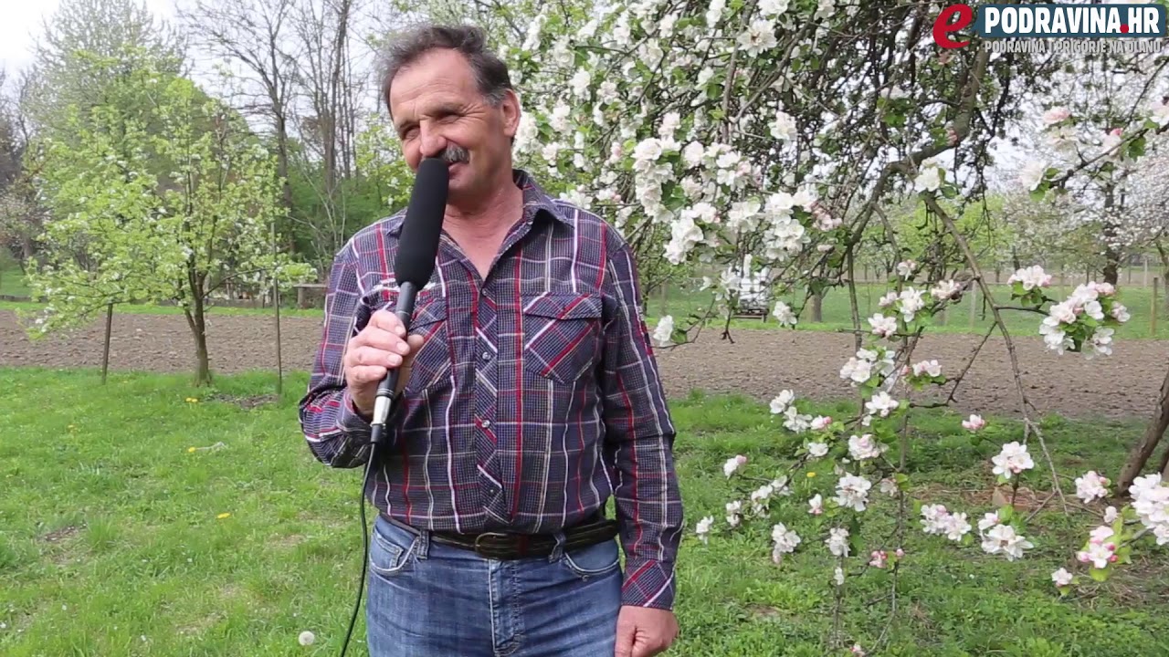 Franjo Barić - Bijela ruža Podravska