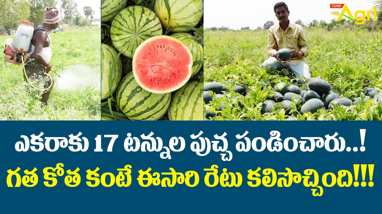 Watermelon Farming in Telugu | ఎకరాకు 17టన్నుల పుచ్చ పండించారు..! ఈసారి రేటు కలిసొచ్చింది Tone Agri