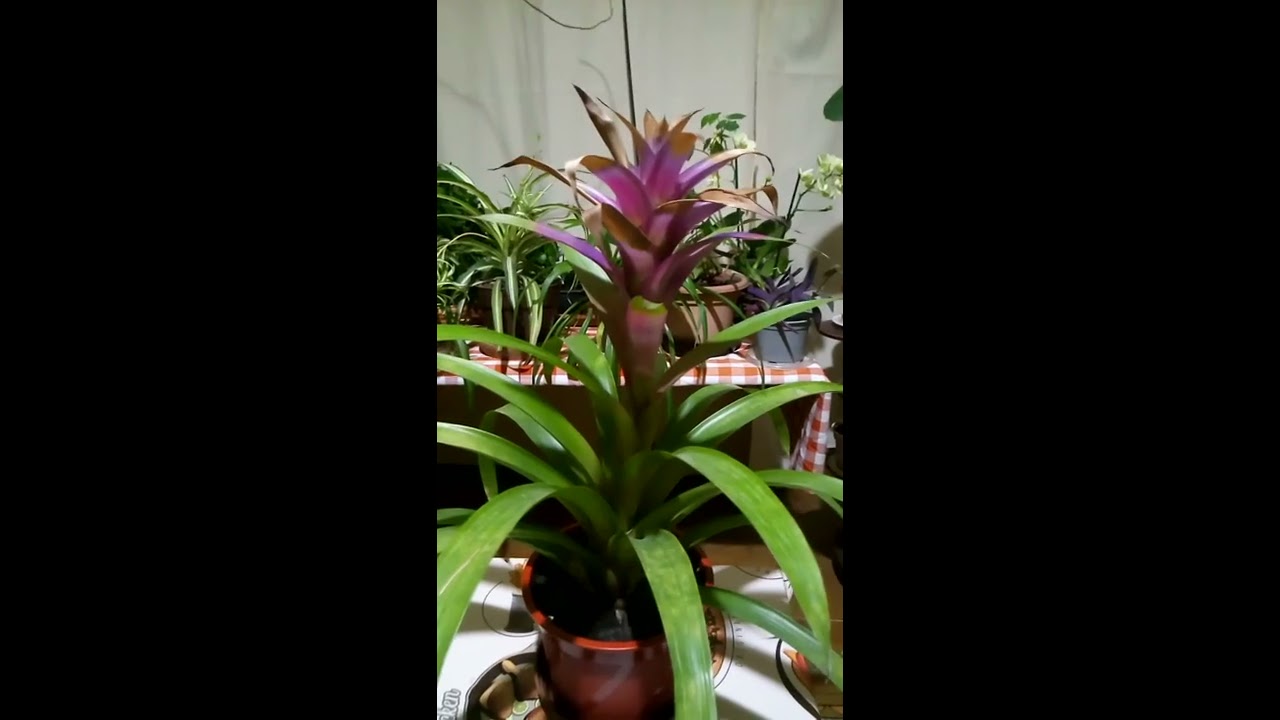 Guzmán-bromélia . (Guzmania)