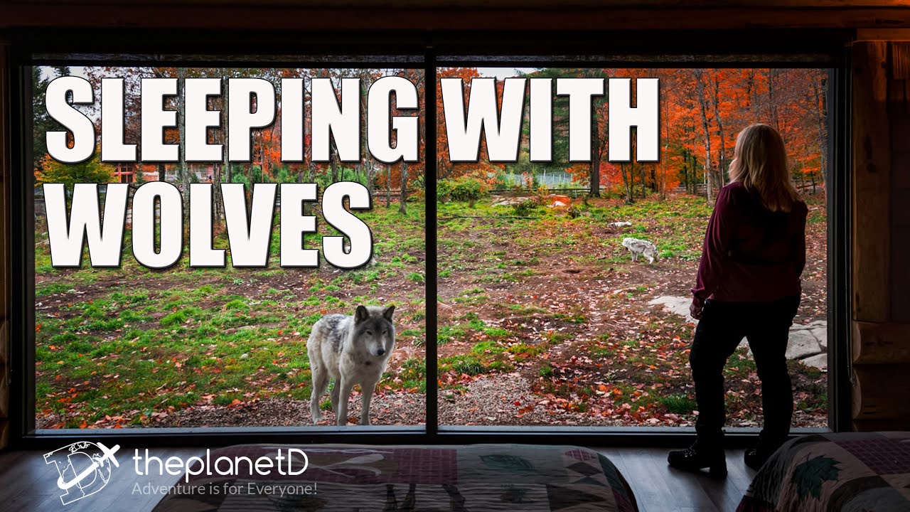 Спать с волками в парке Омега — Волчий вой | Оттава, Канада | Планета D