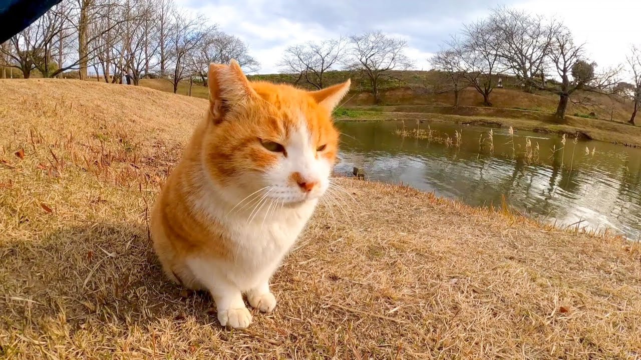 Кот, который много говорит, болтал с другим котом, но пришел погладить