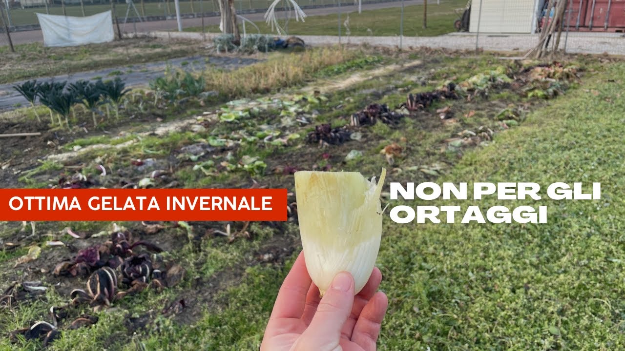 Cosa provocano le gelate intense sui nostri ortaggi?