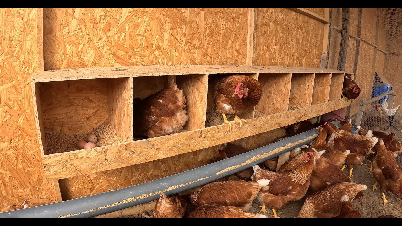 Como hacer NIDOS para gallinas🐔 ponedoras, usando solo una plancha de OSB y tornillos.