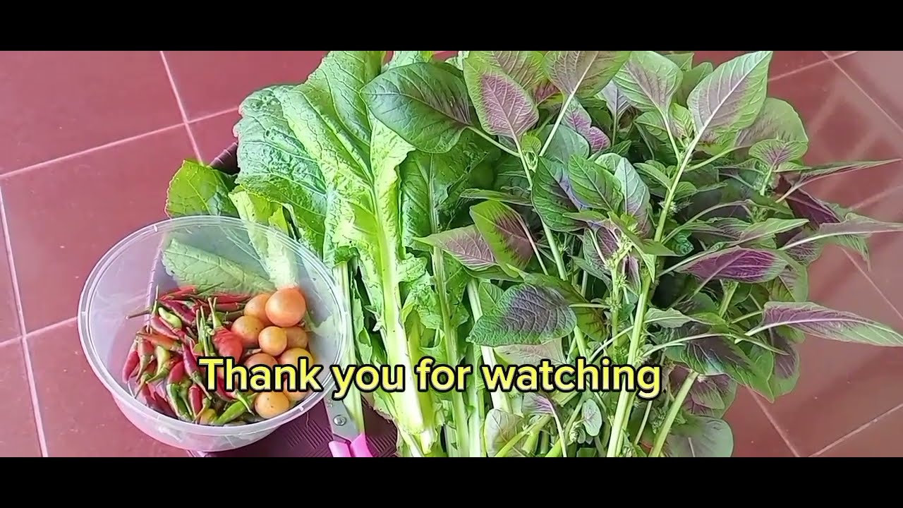 Alhamdulillah penen2 lg di kebun pekarangan depan rumah