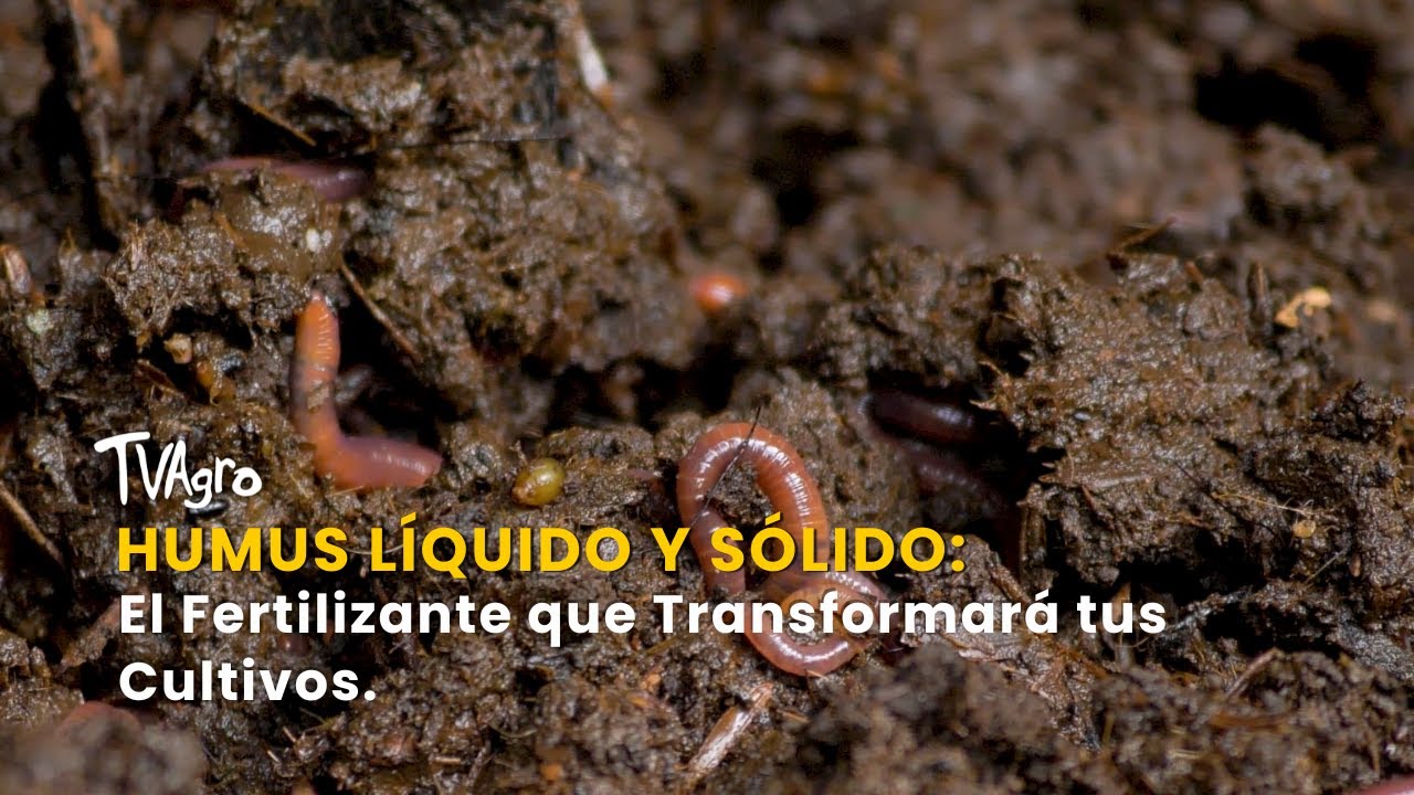Humus Líquido y Sólido: El Fertilizante que Transformará tus Cultivos -TvAgro por Juan Gonzalo Angel