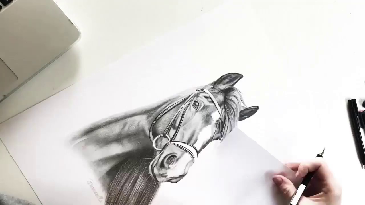 Pferdeportrait als Bleistiftzeichnung | Karen Bauer // equine art