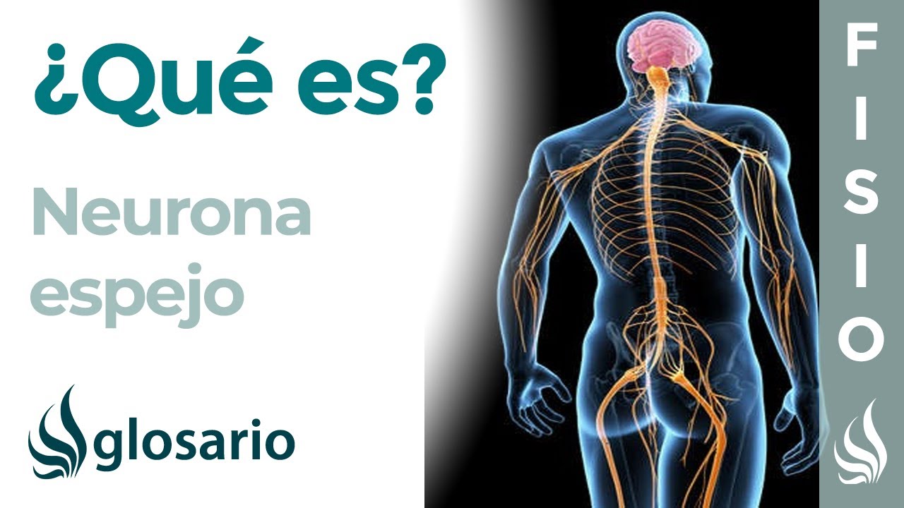 NEURONA ESPEJO | Qu&eacute; son, d&oacute;nde se ubican y cu&aacute;les son sus funciones