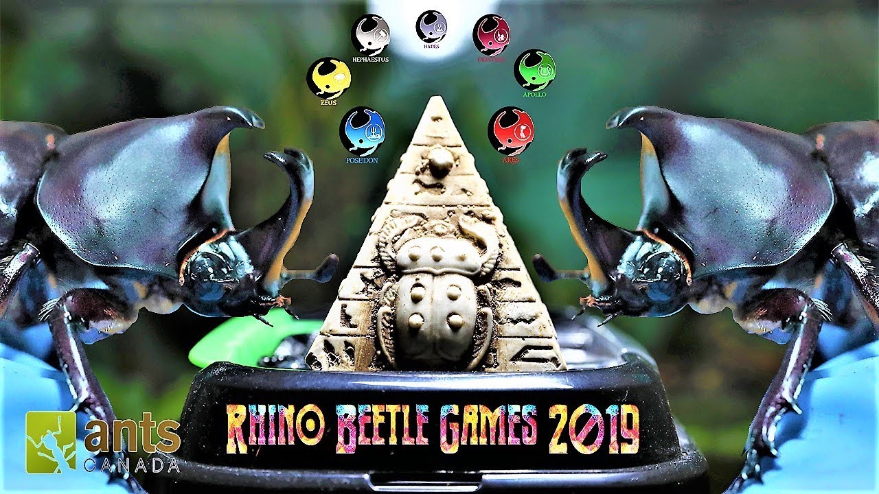 Игры жуков-носорогов | Эпическая Олимпиада жуков