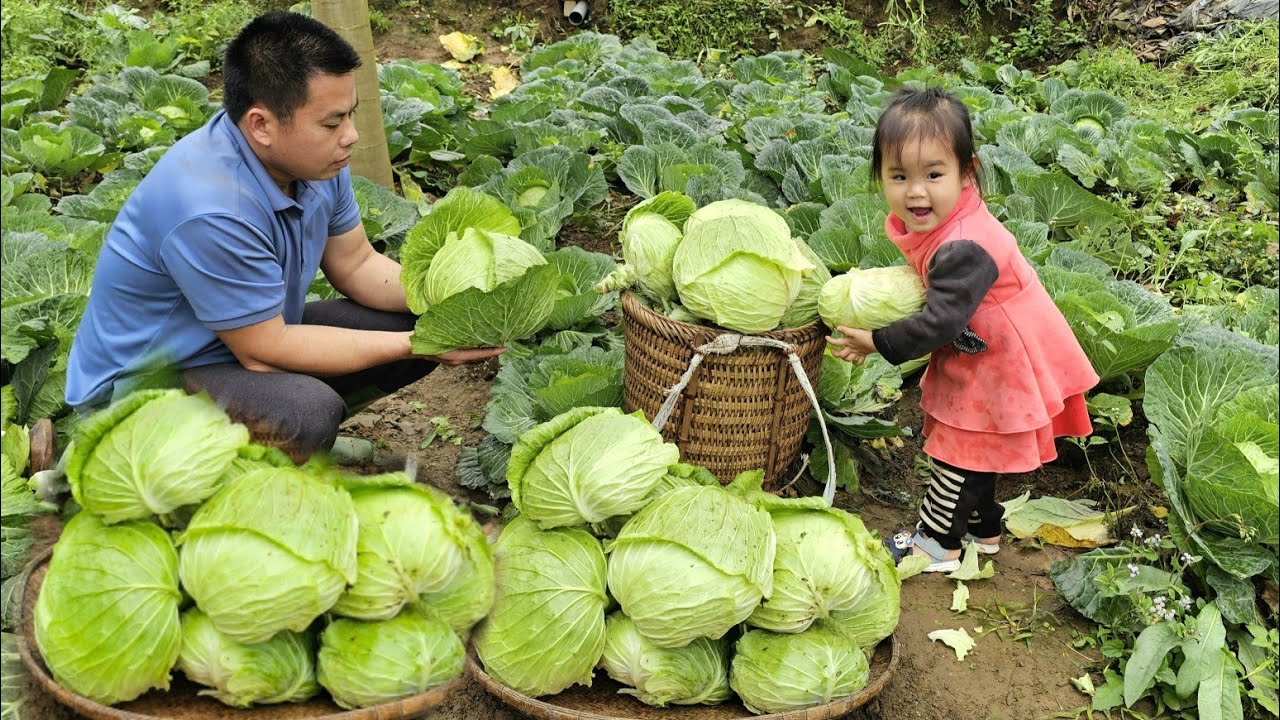 Harvest cabbage on the farm and bring them to the market to sell-Cooking/XuanTruong.