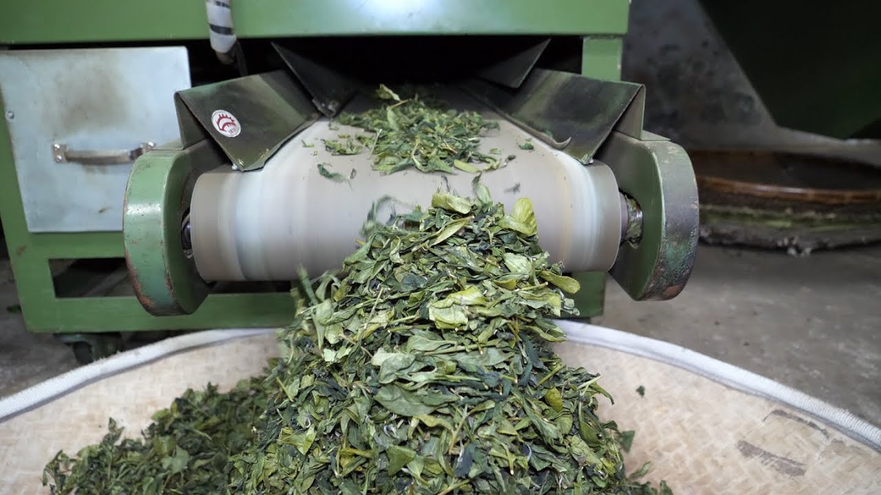 Oolong Tea Production (Plucking, Withering, Tossing, Rolling, Baking, Cloth Rolling, Sorting) Remake