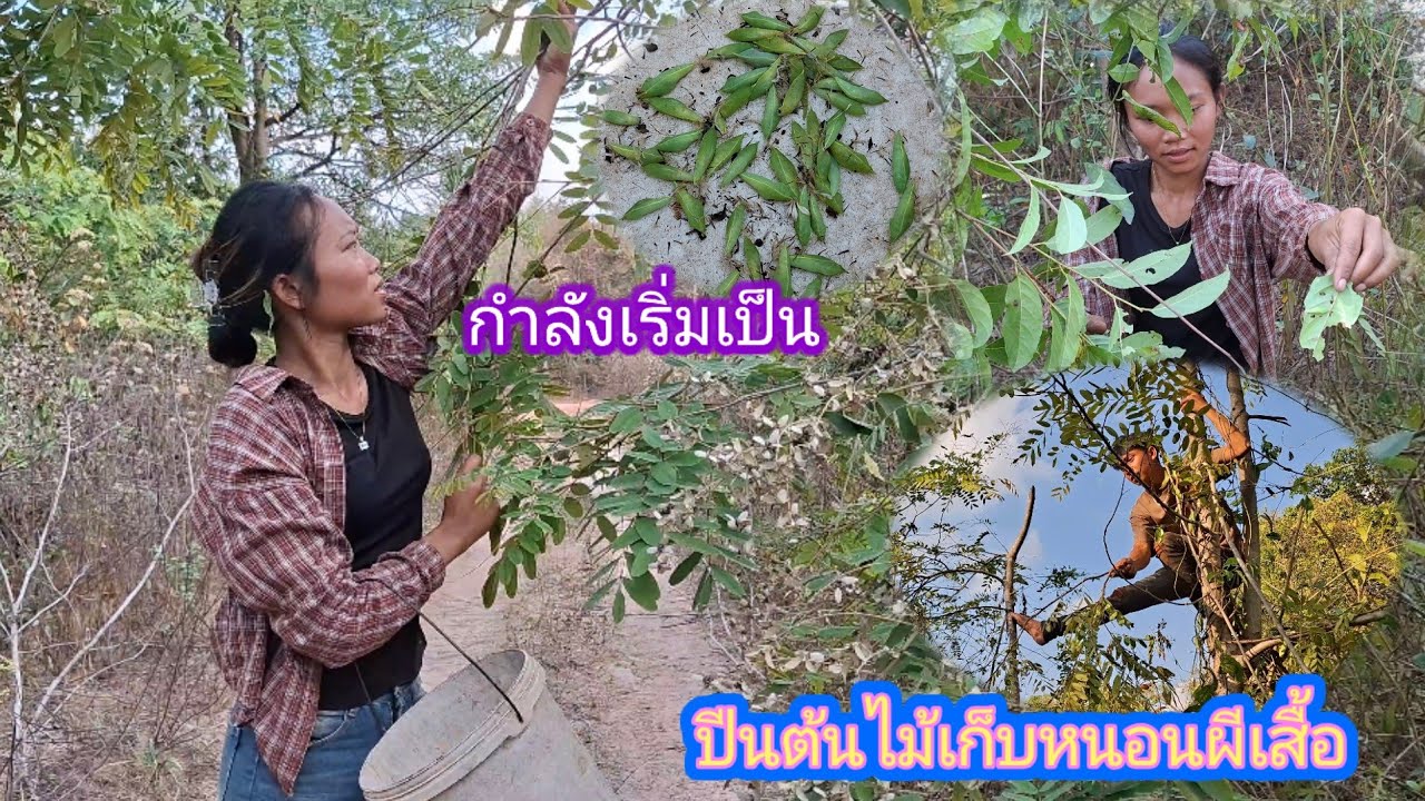 งานนี้ปีนต้นไม้เก็บหนอนผีเสื้อ มีใครเคยกินบ้าง 28 กุมภาพันธ์ ค.ศ. 2026
