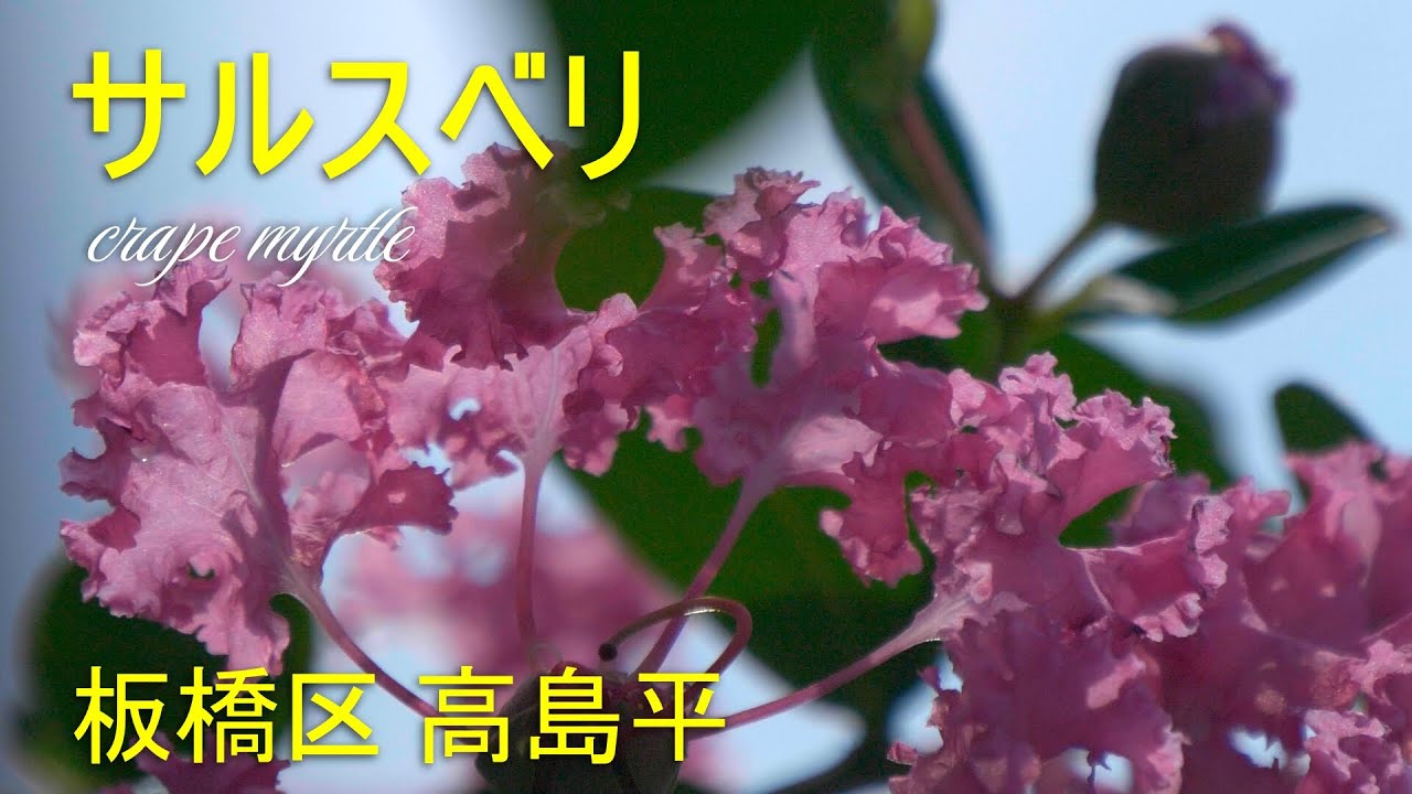 サルスベリの道 ～ 百日紅【2025】板橋区高島平、東京