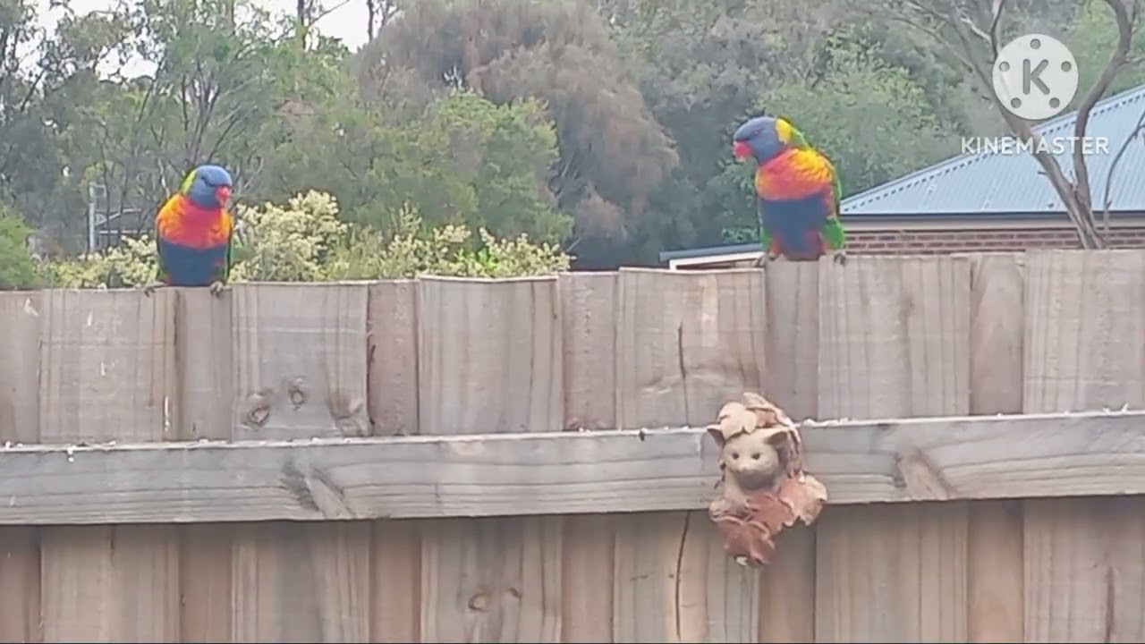 Our party lorikeets  nikko and quimie are back. And the water bird crain high in the gum tree .