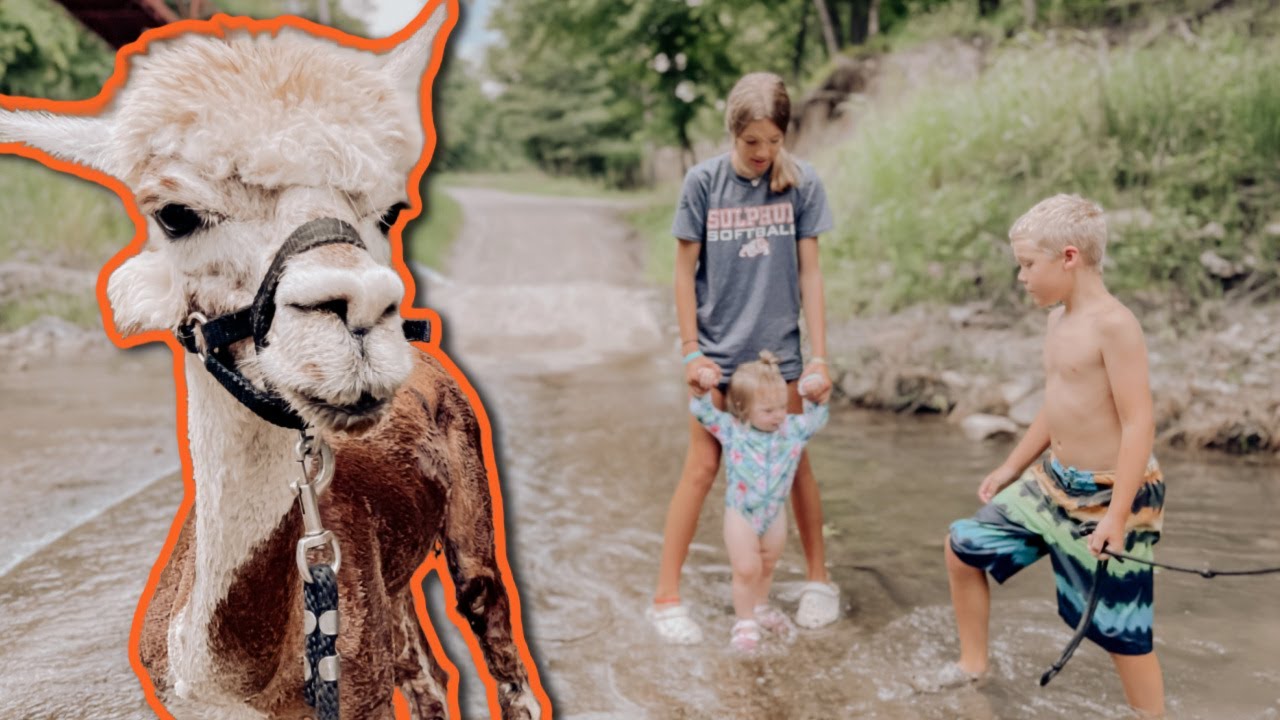 The Donkey Poodles Love the CREEK!