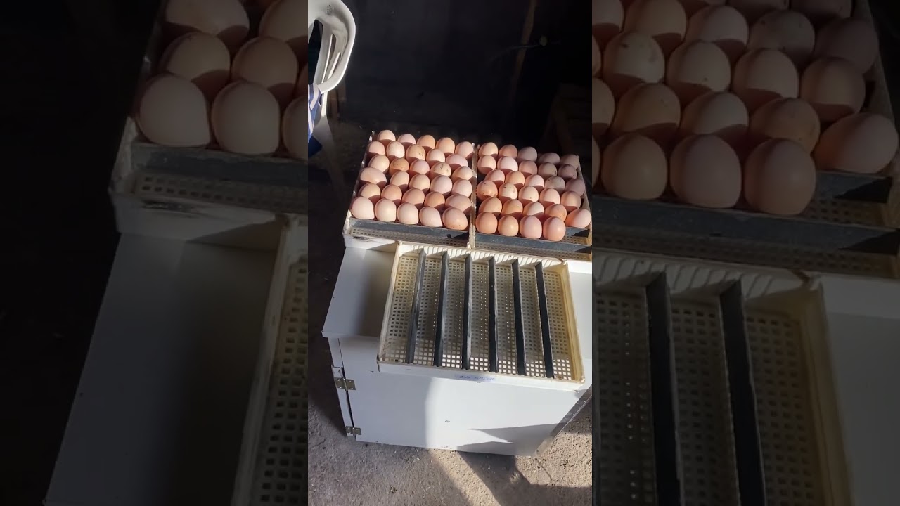 KULUÇKA MAKİNESİ HAKKINDA BİLGİ VE PÜF NOKTALAR