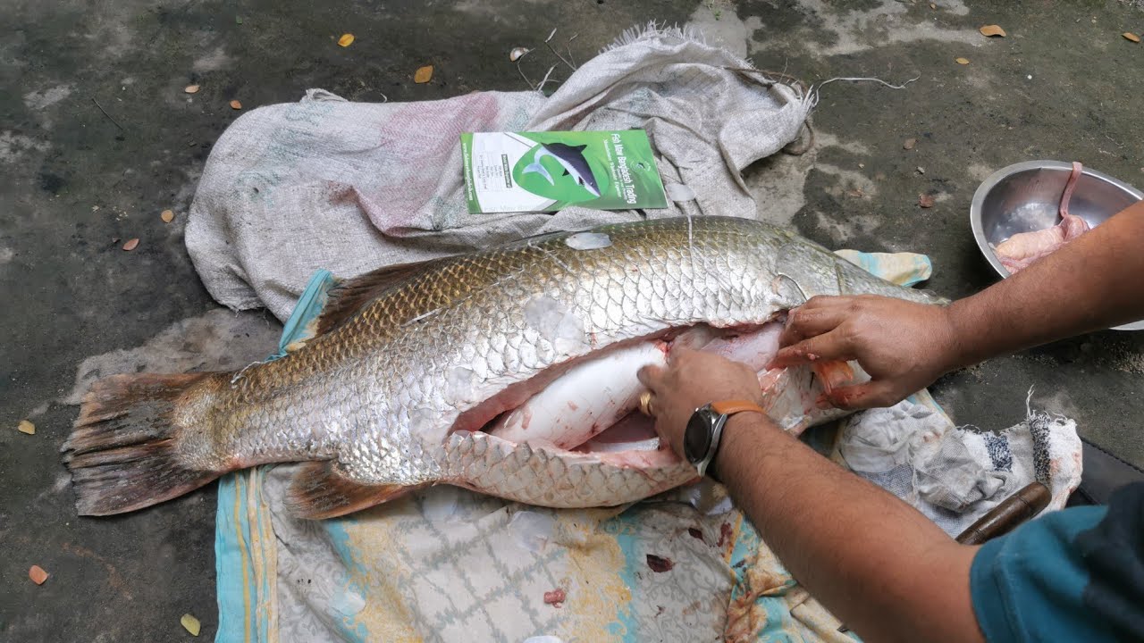 Nile Perch Fish Maw High Quality | Fresh Maw From Fresh Fish | Dry Fish Maw Exporter