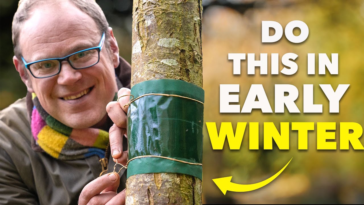 Easy Garden Wins You Can Do in Early Winter