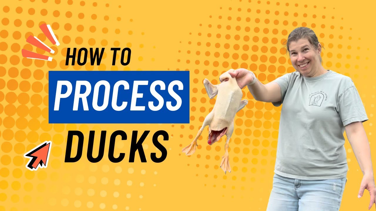 Our First Duck Harvest on the Homestead | Lessons Learned & Reflections