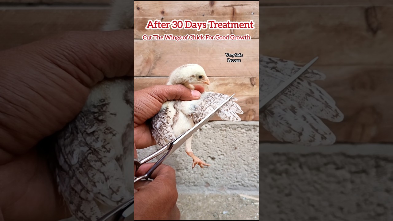 Cutting Wings of Chick #aseel #chicken #treatment