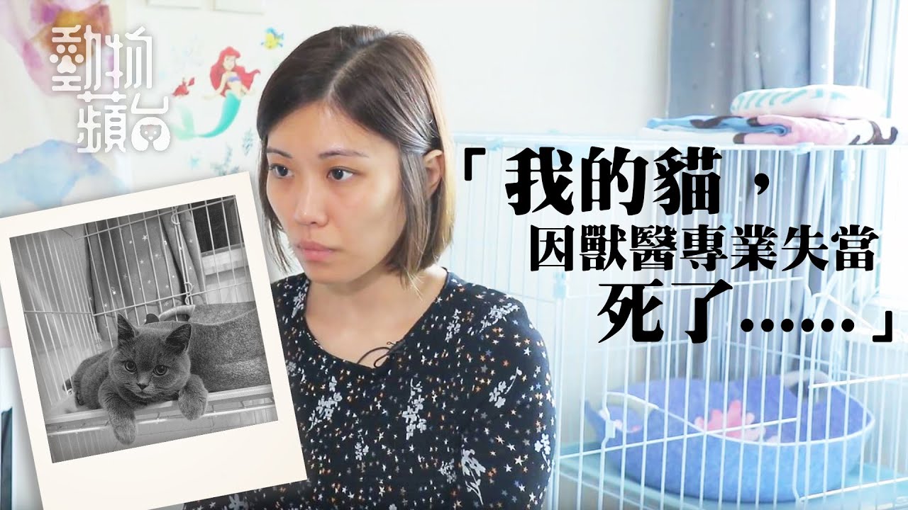 醫死貓貓獸醫5年2次專業失當 獸醫管理局要投訴人填30頁表 1年即刪失德獸醫全名 審訊最長7年只罰開講座  #動物蘋台－果籽 Apple daily