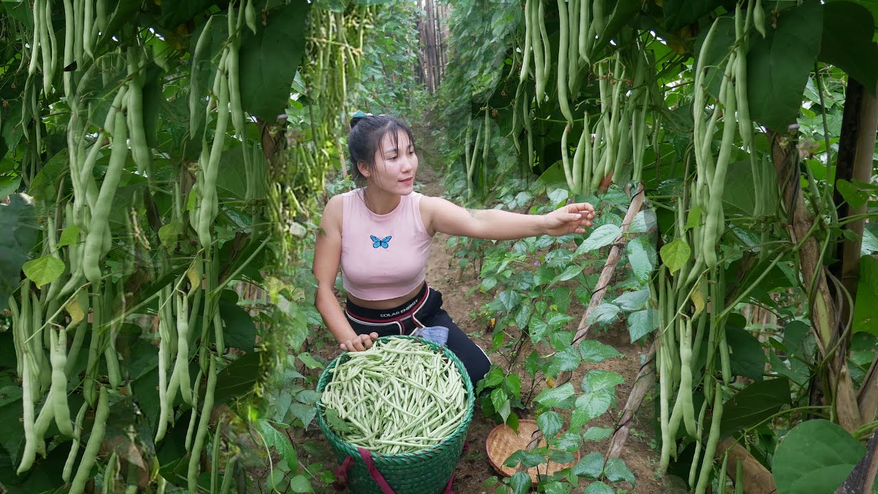 BUILD LOG CABIN: Harvest Beans to Sell on a Rainy Day, Buy Grilled Meat to Eat || Farm Life