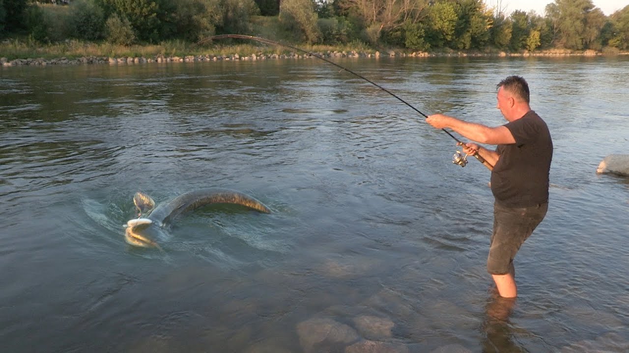 Pecanje soma na Savi kod Brežica u Sloveniji | Fishing catfish in Slovenia
